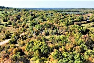 Umag-surroundings, beautiful agricultural land 12060 m2