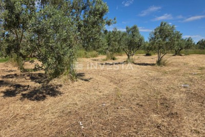 Fažana, weitläufiger Olivenhain nahe dem Zentrum und dem Meer