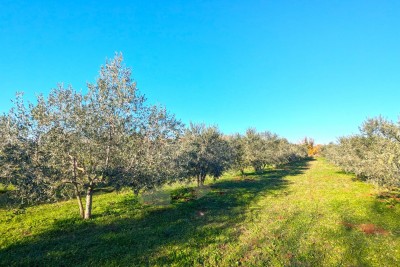 Tar -  olive grove of 7628 m² with 175 planted olive trees