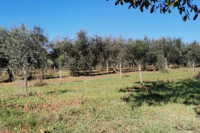 Agricultural land, Kršin