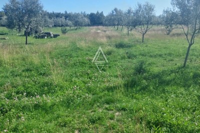 Istria, Dignano : Grande uliveto recintato 13.979 m²