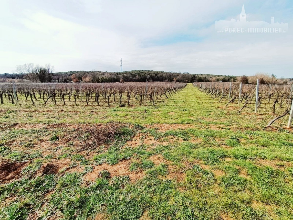 Poljoprivredno zemljište od 4798 m2, okruženo sa vinogradima