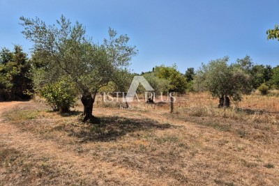Opportunità unica! Terreno edificabile a Parenzo a soli 300 metri dal mare - in una delle migliori posizioni di Parenzo!!!