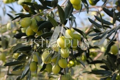 OPPORTUNITÀ!! Istria, zona Parenzo. Oliveto - 340 ulivi - 15 anni - 12.000 m2!!