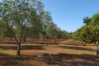 Poreč -  maslinik površine 8841 m² sa 200 zasađenih maslina