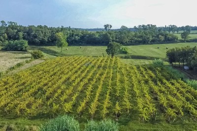 Zasađen vinograd i poljoprivredno zemljište u Bujama