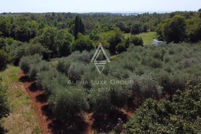 Vabriga, Istra – Dve odlični parceli naprodaj