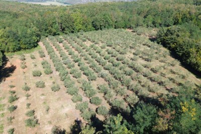 KAŠTELIR, AUTENTIČAN ISTARSKI MASLINIK- 250 MASLINA, 12.000 m²