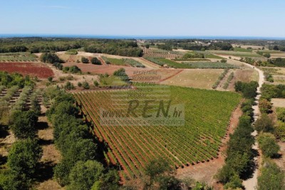 Istrian Vineyard with Character – 16,860 m² of Premium Land near Brtonigla