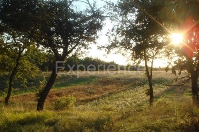 Kaštelir, poljoprivredno zemljište 11.981 m² – mogući dokup