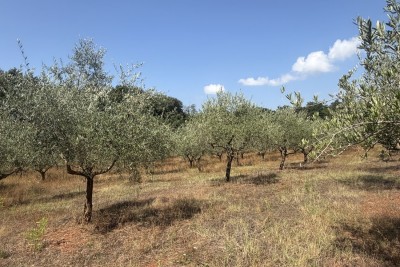 Maslinik na 12101m2, 240 stabala u rodu – Kaštelir – okolica