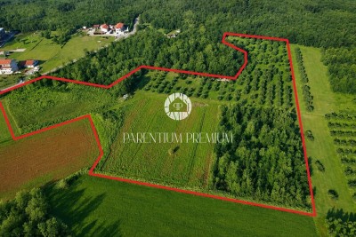 Landwirtschaftliches Grundstück mit Olivenhain – 3 km vom Zentrum von Poreč entfernt