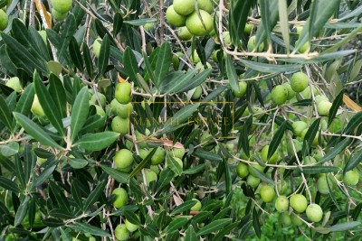Olive grove with 50 olive trees, 2 km from the city center, Novigrad