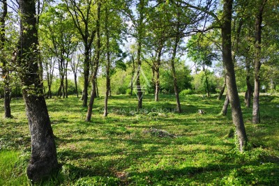 Istria, Muntrilj: Building land 3000 m²