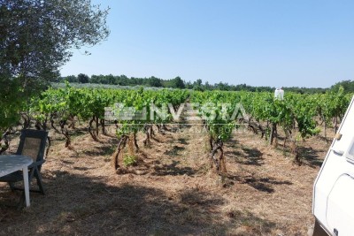 Poreč area, agricultural land 4549 m2 - vineyard and pasture
