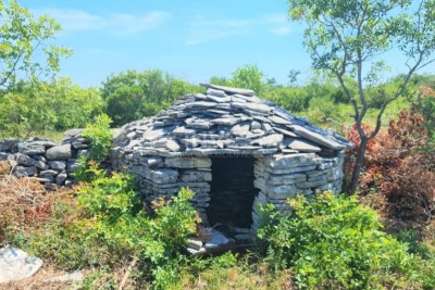Olive grove and forest in Bale