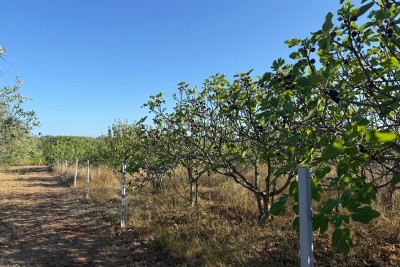 AGRICULTURAL LAND  NOVIGRAD