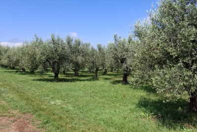 MASLINIK, BRTONIGLA