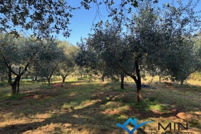 Maslinik udaljen 3 km od mora – Umag