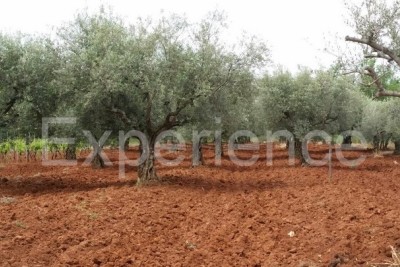 Labinci, poljoprivredno zemljište 2.449 m² – stari maslinik