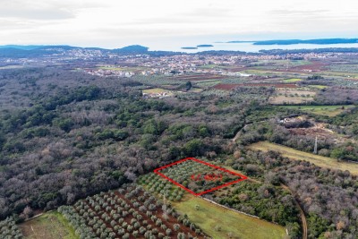 Zemljišče - oljčni nasad