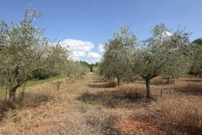 Maslinik u rodu – 152 stabla na 4830 m²,  Kaštelir – okolica