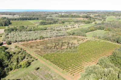 Plodna istarska parcela – vinograd 14.400 m² kod Brtonigle