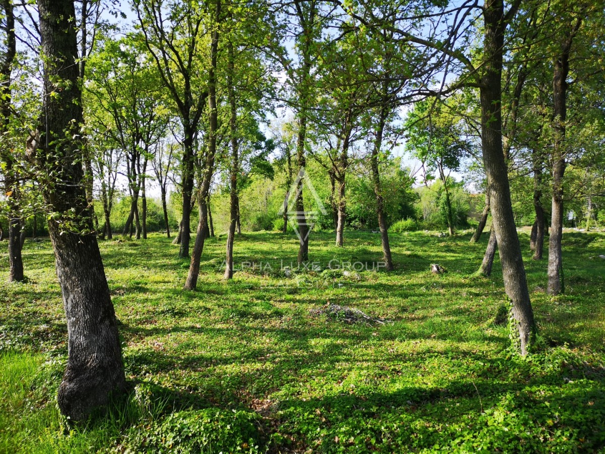 Istrien, Muntrilj: Baugrundstück 3000 m²