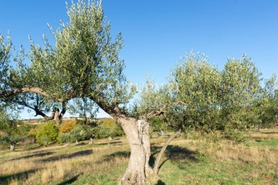 Prodaja, Zemljište, Poljoprivredna površina, Istarska županija, Rovinj