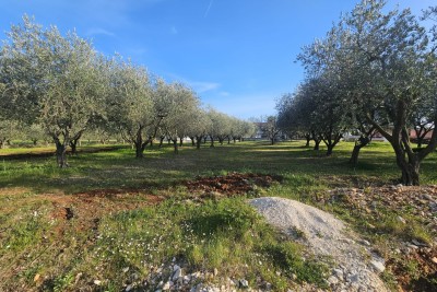 Poreč 503 m2 building land
