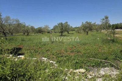 Okolica Fažane, prostrano i uredno poljoprivredno zemljište