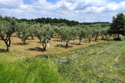 Istrien, Umgebung von Poreč – Attraktives landwirtschaftliches Grundstück mit Olivenhain