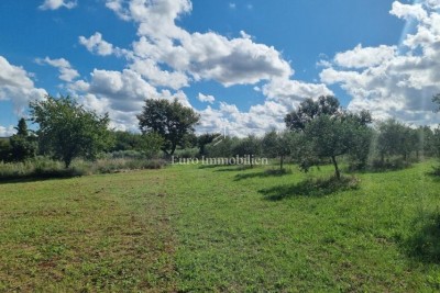 Istra, Tar – Prostorno zazidljivo zemljišče z dovozno potjo