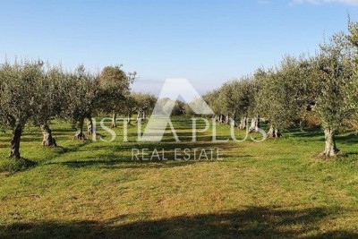 (possibility of splitting into smaller plots), olive grove in a beautiful location overlooking the sea in Porec