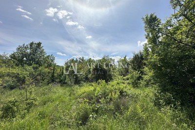 Istria, Buje, Kaštel – terreno agricolo di 37.200 m² con uno studio di agroforestazione.
