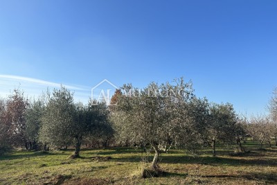 Umag area – attractive agricultural land with an olive grove