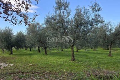Olive grove in an exceptional location - 3.5 km from the center of Poreč and the sea