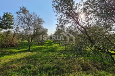 Zemljišče Brtonigla