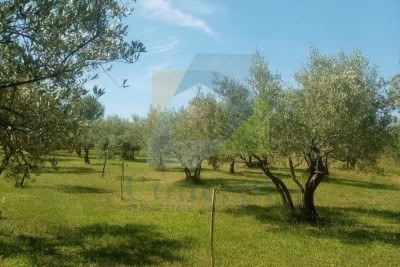 Poreč, Landwirtschaftsland, Olivenhain mit alten Olivenbäumen, 300 m vom Meer