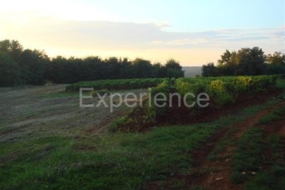 Kaštelir - poljoprivredno zemljište, površine 12.100 m²