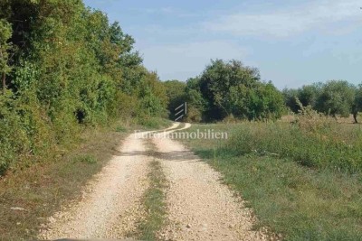 Veliko poljoprivredno zemljište  68000 m2 - Marčana