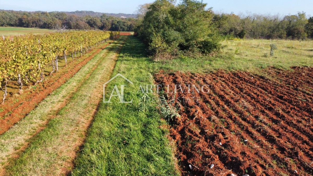 Umag und Umgebung – attraktives landwirtschaftliches Grundstück, 2.400 m² – GELEGENHEIT!