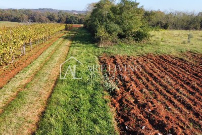 Umag und Umgebung – attraktives landwirtschaftliches Grundstück, 2.400 m² – GELEGENHEIT!
