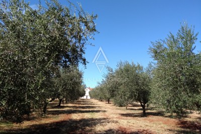 Poljoprivredno zemljište s maslinikom na području Umaga