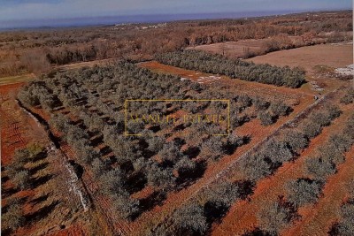 Kmetijsko zemljišče 10 000 m2, Tinjan