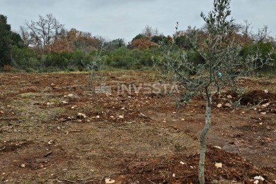Young olive grove in Peroj, 500 meters from the beach!