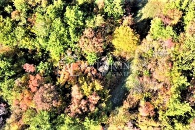 Umag-surroundings, attractive agricultural land 48660 m2