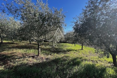Istra, Tar, Kmetijsko zemljišče z oljčnim nasadom na prodaj